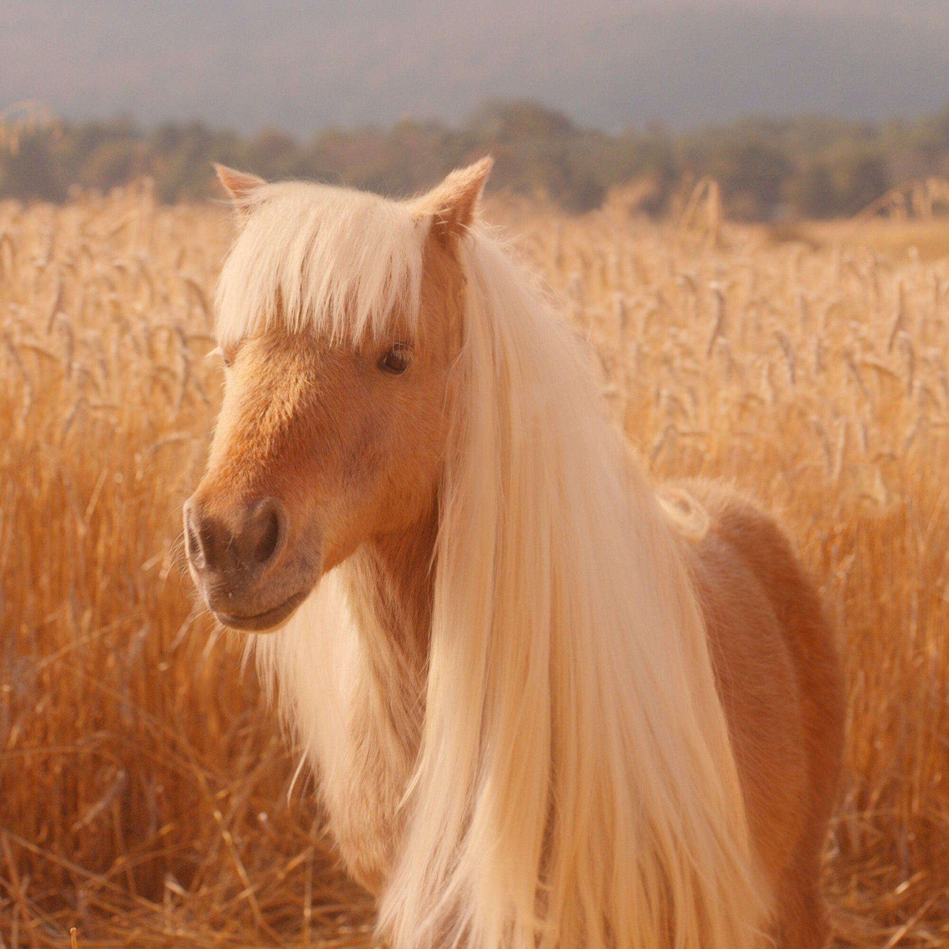 halo-glow-liquid-filter-y8 pony_pdp_2_e2011e9a-b9dd-4967-9b0f-b2fb03df5f80.jpg